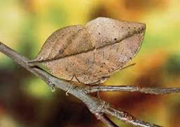 Canlılarda mükəmməl müdafiə etmə texnikası: KAMUFLAJ