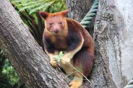 Nadir tapılan canlı: ağac kenquruları