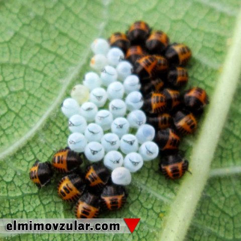 Kəpənək yumurtalarındakı detal və rənglər yumurtaları necə qoruyur? 