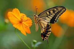 Fiziki qanunları bilən kəpənəklər