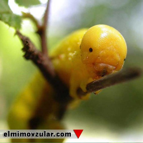 Kəpənəyə çevrilən tırtıllar