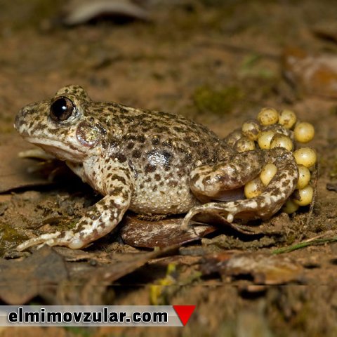 Kimyəvi maddə istehsal edən mamaça torpaq qurbağası