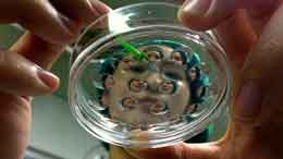 Klonlaşdırmanı təkamül nəzəriyyəsinin dəlili kimi təqdim etmək nə üçün böyük yalandır?