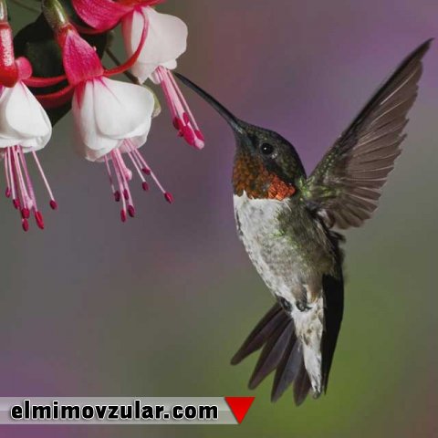 Kolibri ilə çiçəkli bitkilər arasındakı dostluq 47 milyon il əvvələ dayanır! 