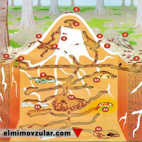 Kondisionerli qarışqa şəhərləri