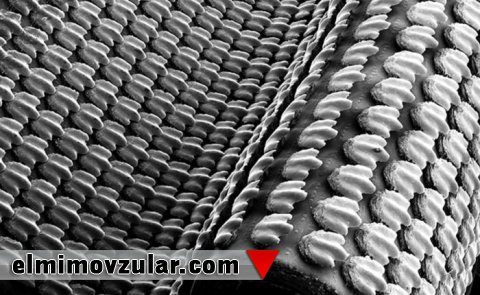 Köpək balığının dərisi nümunə götürülərək hazırlanan çimərlik geyimləri və suyun səth müqaviməti