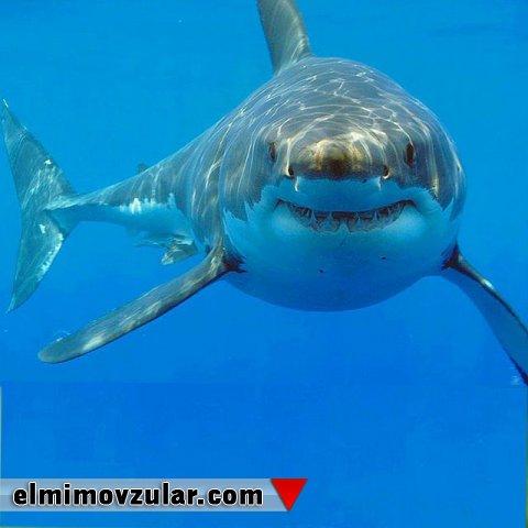 Köpək balığının dərisindəki çıxıntının suyun müqavimətinin təsirini azaltması