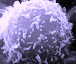 Qanda mikrobları yeyən əsgərlər