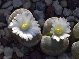 Təqlidçi bitkilər