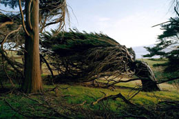 Mayalandırıcı küləklər