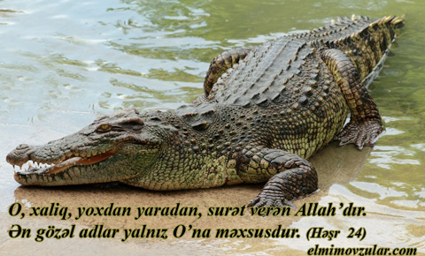 Mədə dərmanı hazırlayan timsahlar 