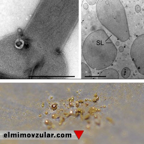 Mədənçi bakteriyalar