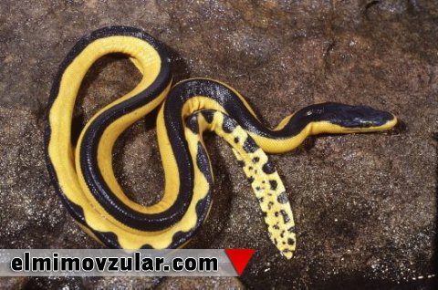 Məharətlə suya dalan ikirəngli pelamida