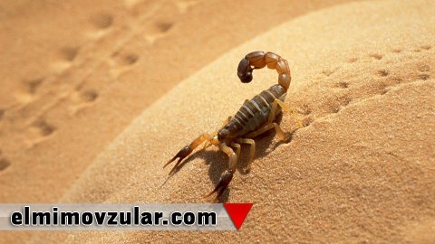 Məharətli memarlar: Əqrəblər