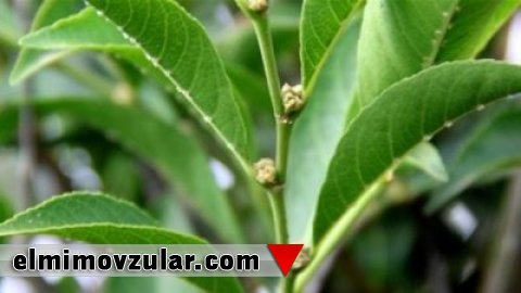 Metal yeyən bitki növü