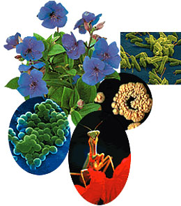 Mikrodünyadakı dəlillər