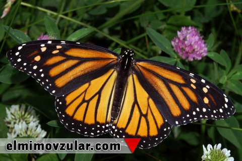 Mikrocanlıların texnologiyaya ilham qaynağı olan xüsusiyyətləri