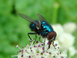 Həşəratlardakı üstün uçma sistemləri