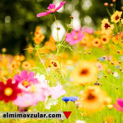 Minlərlə fərqli kimyəvi birləşməni sintez edə bilən bitkilər 