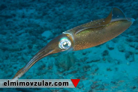 Molyuskların su püskürtmə sistemi və generatorlar