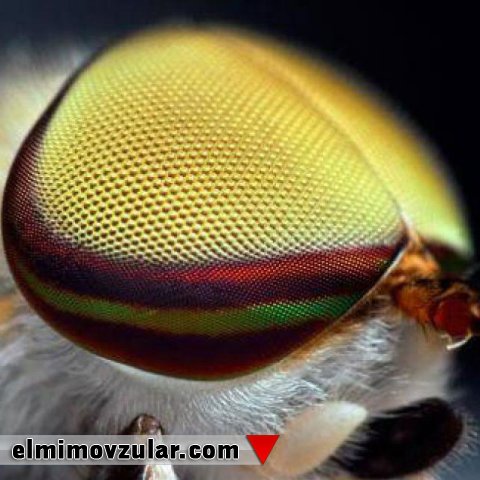 Müasir tibbi görüntüləmə sistemlərinə ilham mənbəyi olan milçək gözü