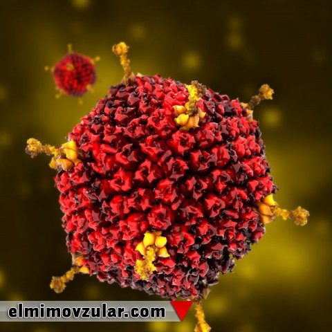 Mutasiyalar faydalı deyil