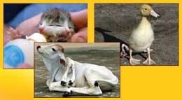 Mutasiyalar simmetriya düşmənidir