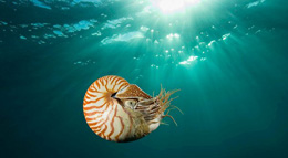 Maraqlı xüsusiyyətlərə sahib canlı: nautilus (Nautilid) 