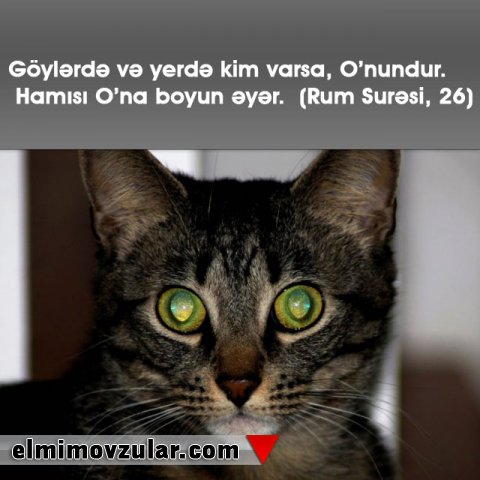 Necə olur ki, pişiklər gecə vaxtı çox yaxşı görürlər?