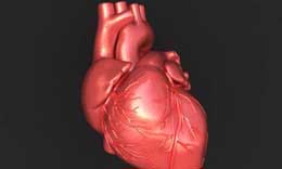 Orqanizmimizdə həyati əhəmiyyətə malik nasoslar