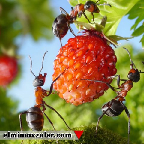 Öz ağırlığının 5000 misli qədər yük daşıya bilən qarışqalar