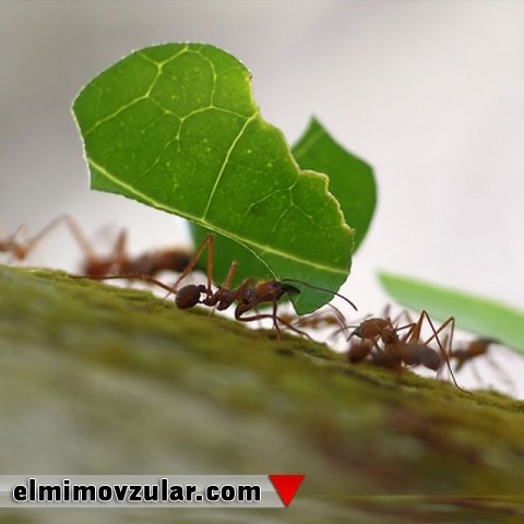 Öz çəkisinin 5000 qatı yük daşıya bilən qarışqalar