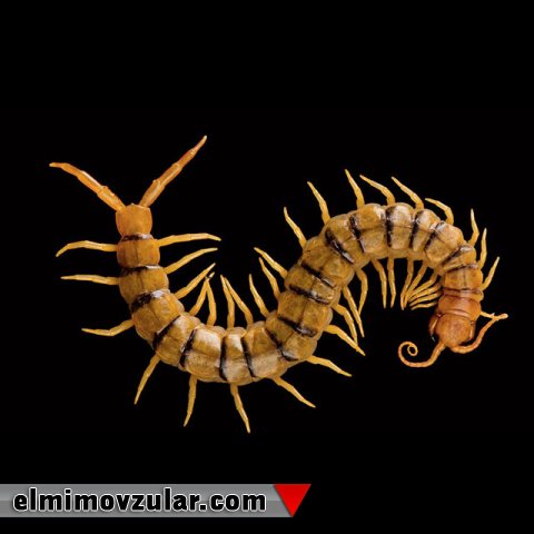 Parıldayan qırxayaq