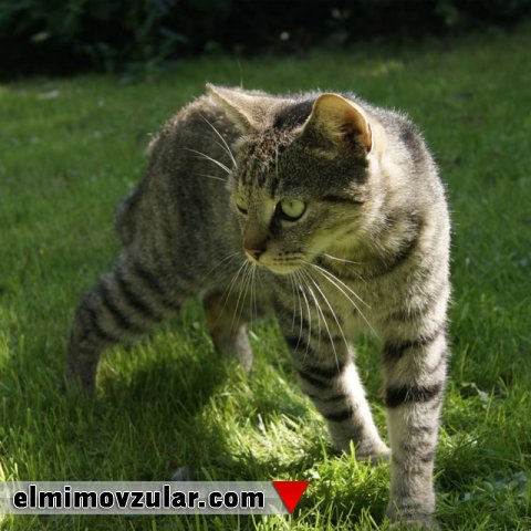 Pişikləri ölümcül yıxılmadan qoruyan yaradılış xüsusiyyətləri