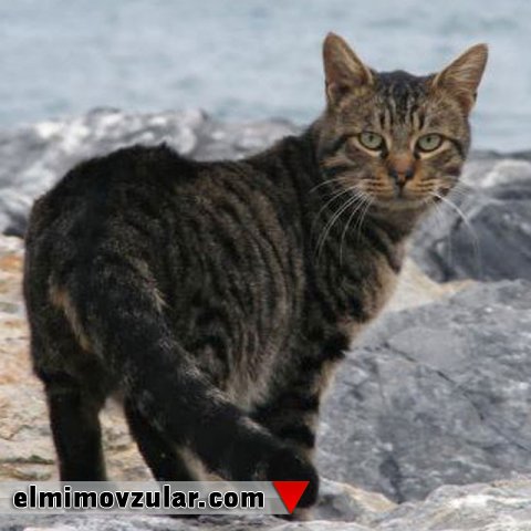 Pişikləri ölümcül yıxılmadan qoruyan yaradılış xüsusiyyətləri