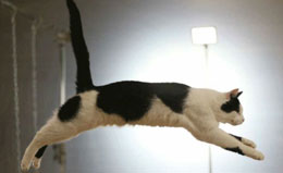 Pişiyin beyni super kompyuterdən 83 dəfə daha sürətlidir