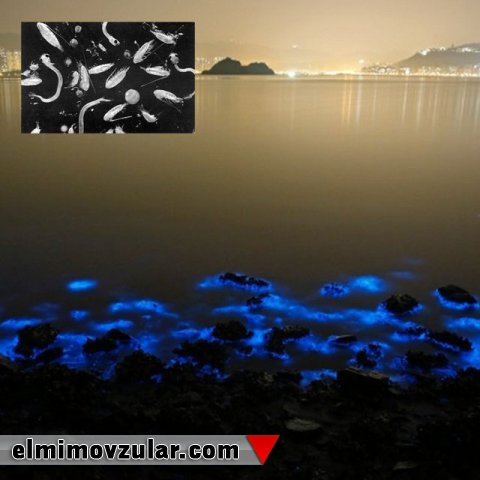 Planktonlar buludların yaranmasında necə rol oynayır ? 