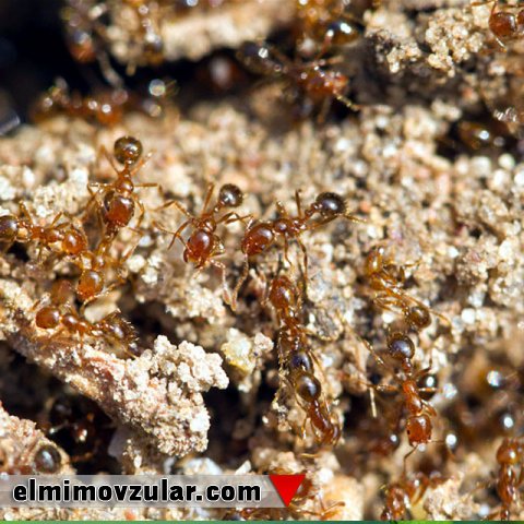 Qarışqa hər zaman ən qısa yolu tapır