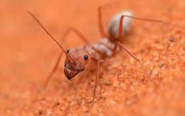 Qаrışqаnın gözlərindəki kоmpаs