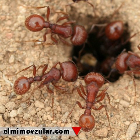 Qarışqalar yuvalarına gələn yad qarışqaların qoxusunu unutmurlar