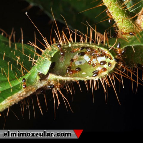 Qarışqaların bitkilərlə şüurlu həyatı