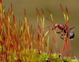 Qarışqa hər zaman ən qısa yolu tapar