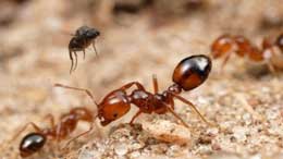 Qarışqalar da həkimlik edirlər