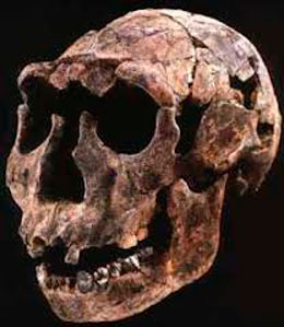  İnsana aid tapıntılar nə qədər qədimdir? Bu tapıntılar niyə təkamül nəzəriyyəsini dəstəkləmir?