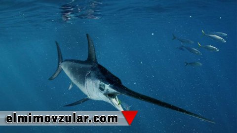 Qılıncbalıqdakı hikmətli yaradılış nümunələri