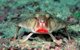 Qırmızıdodaq yarasa balığı 