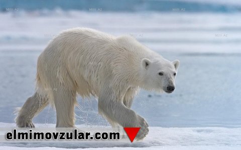 Qış yuxusu haqqında bilmədiklərimiz