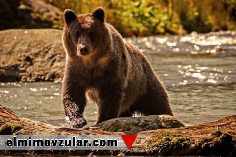 Qış yuxusundakı ayılar tibb sahəsində yeni kəşflərə ilham qaynağıdır