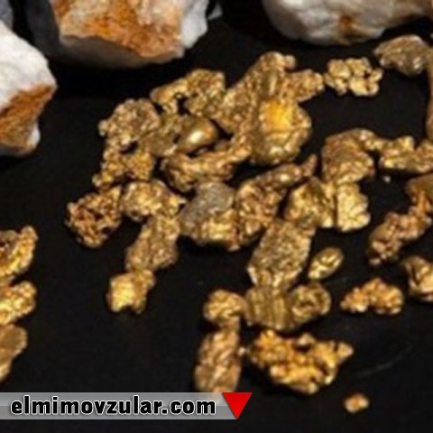 Qızıl istehsal edən bakteriyalar