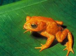 Qarışqalardan zəhər hazırlayan qızıl qurbağa